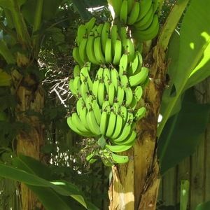 Meet your Posher, Persona